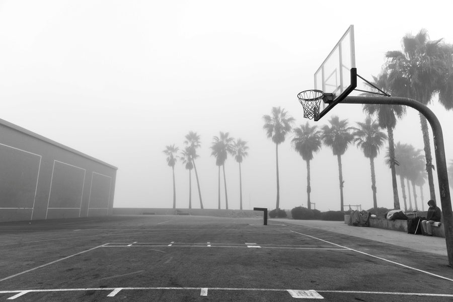 palms in fog